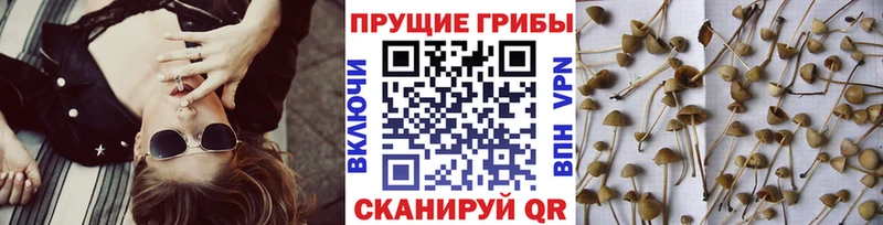 Псилоцибиновые грибы MAGIC MUSHROOMS  Сибай 